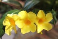 Yellow alamanda flowers that are blooming. Royalty Free Stock Photo