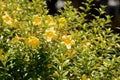 Yellow Alamanda Flowers Allamanda cathartica Blooming in a Tropical Garden Royalty Free Stock Photo