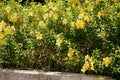 Yellow Alamanda Flowers Allamanda cathartica Blooming in a Tropical Garden Royalty Free Stock Photo