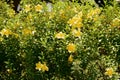 Yellow Alamanda Flowers Allamanda cathartica Blooming in a Tropical Garden Royalty Free Stock Photo