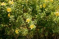 Yellow Alamanda Flowers Allamanda cathartica Blooming in a Tropical Garden Royalty Free Stock Photo