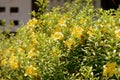 Yellow Alamanda Flowers Allamanda cathartica Blooming in a Tropical Garden Royalty Free Stock Photo