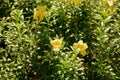 Yellow Alamanda Flowers Allamanda cathartica Blooming in a Tropical Garden Royalty Free Stock Photo