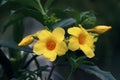 Yellow alamanda flowers and buds