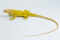 Yellow albino Iguana isolated on a white background