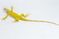 Yellow albino Iguana isolated on a white background