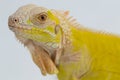 Yellow albino Iguana isolated on a white background