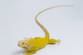 Yellow albino Iguana isolated on a white background