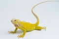 Yellow albino Iguana isolated on a white background