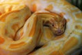 Yellow Albino python, one of the five largest species of snakes in the world Royalty Free Stock Photo