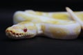 Yellow albino snake on black Background