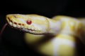 Yellow albino snake at black background