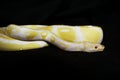 Yellow albino snake at black background