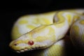 Yellow albino snake at black background