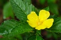 Yellow alder flower Royalty Free Stock Photo