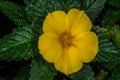 Yellow Alder Flower Royalty Free Stock Photo