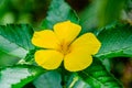 Yellow alder- Turnera ulmifolia flower Royalty Free Stock Photo