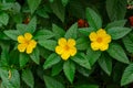 Yellow alder Turnera ulmifolia row of three yellow flowers - Davie, Florida, USA