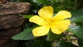 Dew drops on Yellow Alder flower under bright sun light Royalty Free Stock Photo