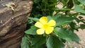 Yellow Alder flower under bright sun light Royalty Free Stock Photo