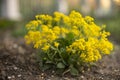 Yellow alissum bush flowers grow in the summer garden Royalty Free Stock Photo