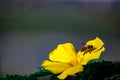 Yellow Allamanda or 'Allamanda Cathartica' with bumblebee.