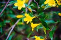 Yellow Allamanda cathartica flower and bee Royalty Free Stock Photo