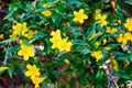 Yellow Allamanda cathartica flower and bee