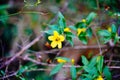 Yellow Allamanda cathartica flower and bee Royalty Free Stock Photo