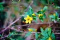 Yellow Allamanda cathartica flower and bee Royalty Free Stock Photo