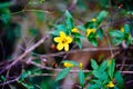 Yellow Allamanda cathartica flower and bee