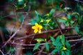 Yellow Allamanda cathartica flower and bee Royalty Free Stock Photo