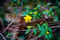 Yellow Allamanda cathartica flower and bee Royalty Free Stock Photo