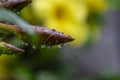 Yellow allamanda Allamanda cathartica flower buds with waterdrops Royalty Free Stock Photo