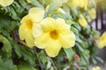 Yellow Allamanda cathartica flowers bloom on tree in the garden. Royalty Free Stock Photo