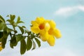 Yellow Allamanda cathartica flowers bloom on tree with sunlight in the garden on sky background. Royalty Free Stock Photo