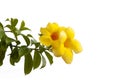 Yellow Allamanda cathartica flowers bloom on tree with sunlight in the garden on white background. Royalty Free Stock Photo