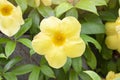 Yellow Allamanda cathartica flowers bloom on tree in the garden. Royalty Free Stock Photo