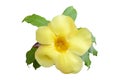 Yellow Allamanda cathartica flowers isolated on white background. Royalty Free Stock Photo