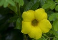 Yellow allamanda Allamanda cathartica flowers with waterdrops Royalty Free Stock Photo