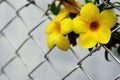 Yellow allamanda cathartica flowers Royalty Free Stock Photo