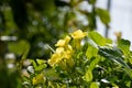 Yellow allamanda cathartica or golden trumpet flowers against blurred nature Royalty Free Stock Photo