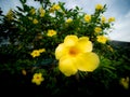 Yellow Allamanda Flower Blooming