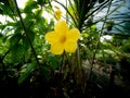 Yellow Allamanda Flower Blooming