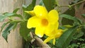 Yellow allamanda flower and buds blooming on the plant at backyard