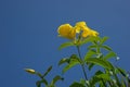 Yellow allamanda flower in garden