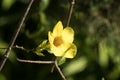 Yellow Allamanda flower with green leaf