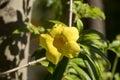 Yellow Allamanda flower with green leaf