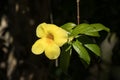 Yellow Allamanda flower with green leaf