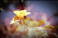 Yellow Allamanda flower with green leaf